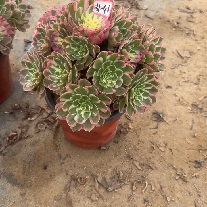 31-46海王多肉不包售后