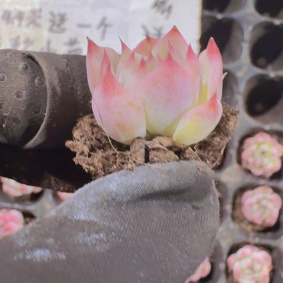 精品吉娃娃两颗一组