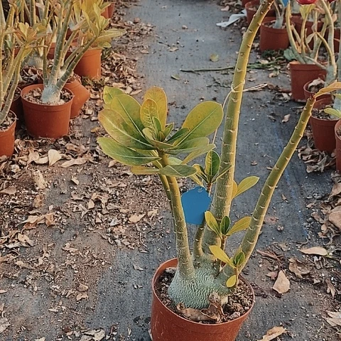 【闪购商品】用****7绿植