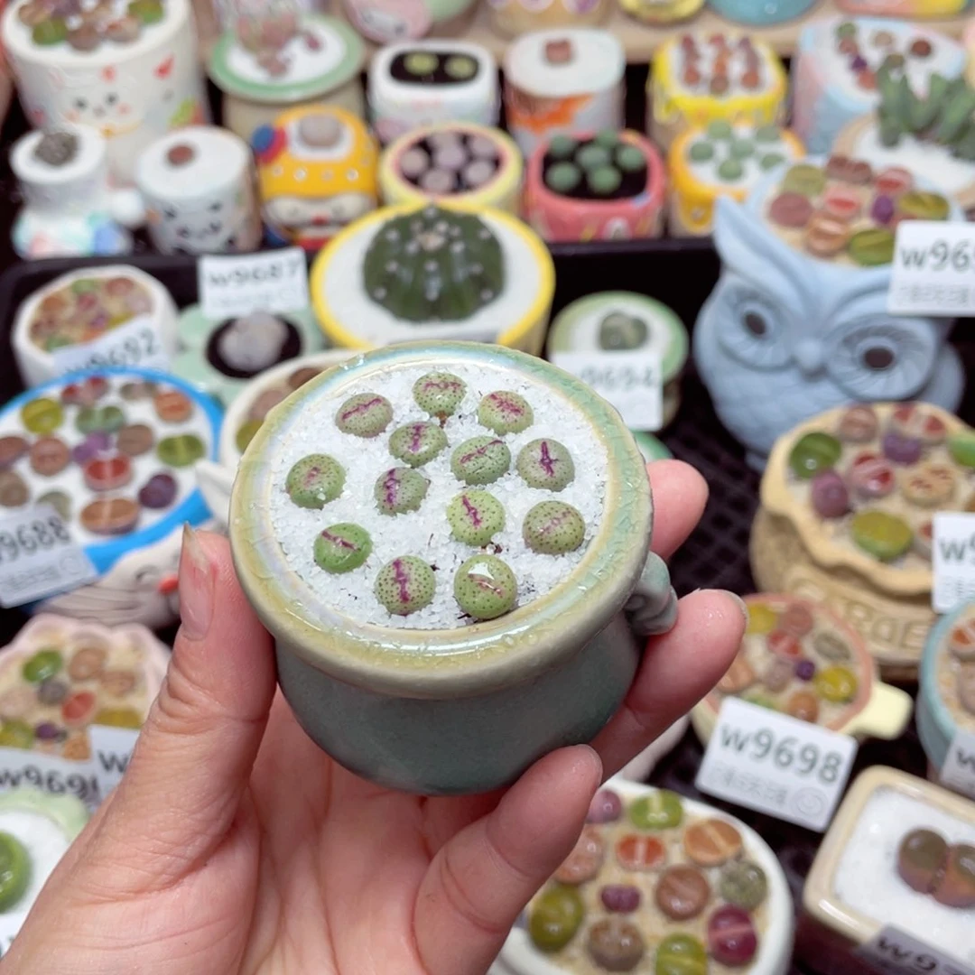 w9704 -零下地区拍保温箱-15支持寄养