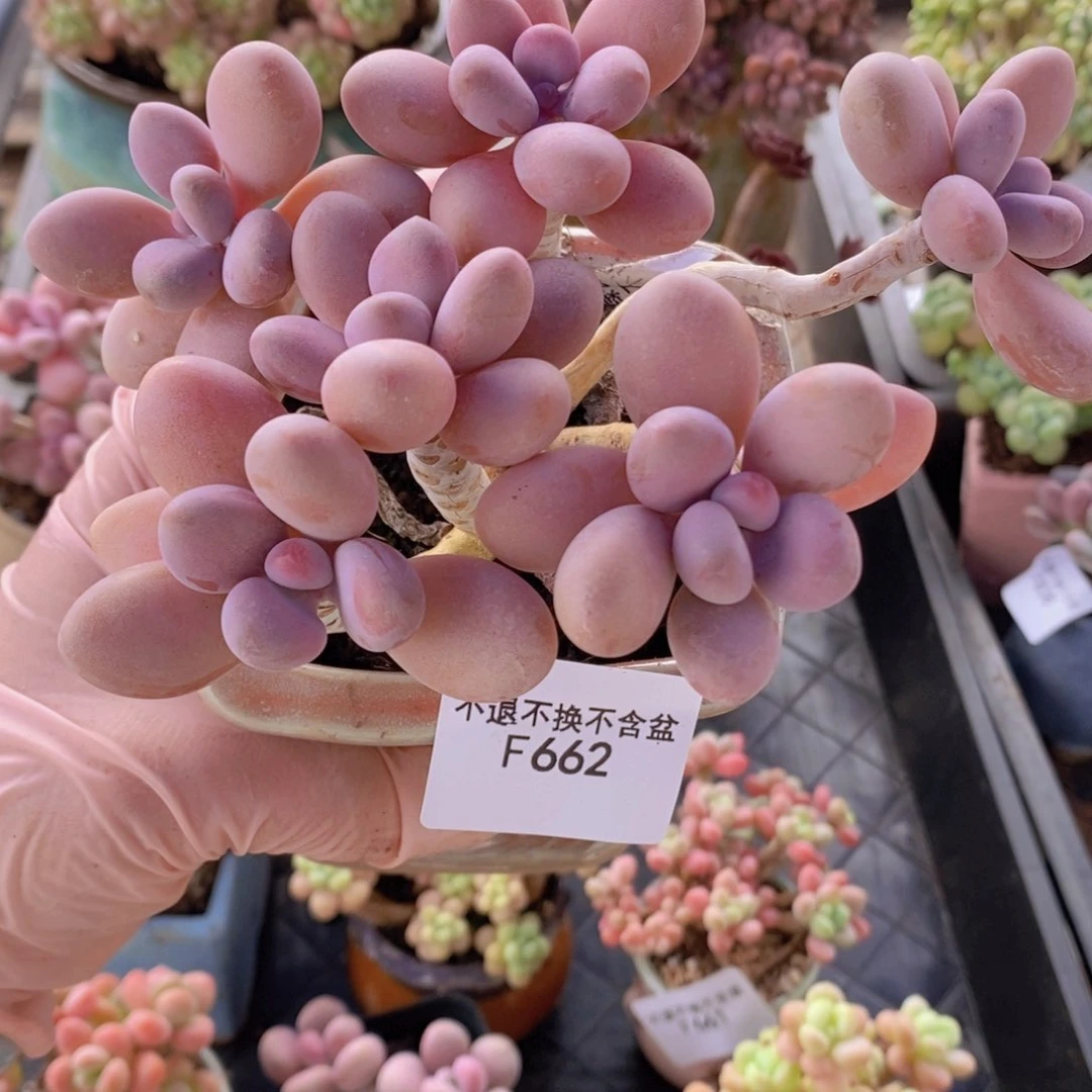 糖果桃蛋老桩10cm662多肉