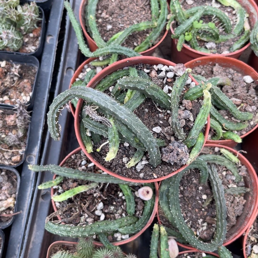 时***存多肉植物仙人球系列