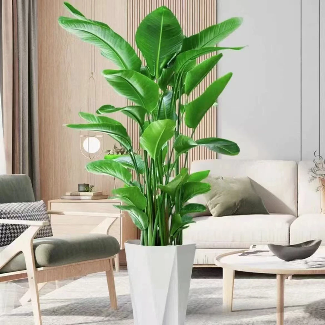 【高品质天堂鸟】1.4-1.6M落地摆放大型绿植室内室外都可摆放素君