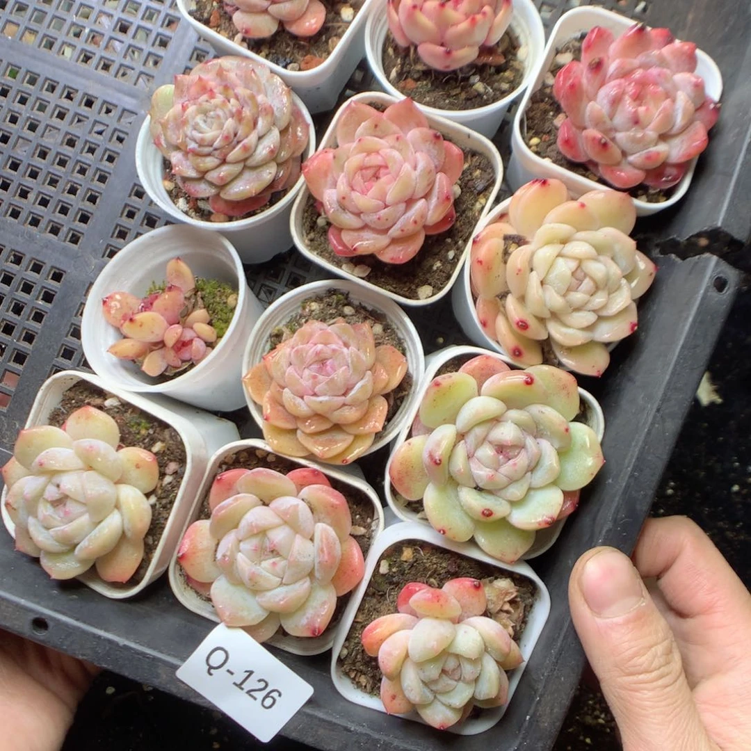 无花朵Q126。 yyyyyyyyy