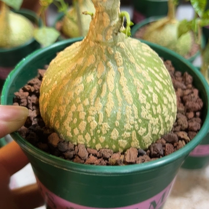 14号大粗纹睡布袋