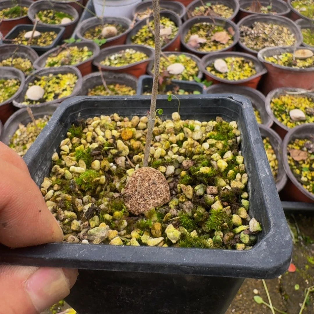 日本原生枫树扦插苗舞姬