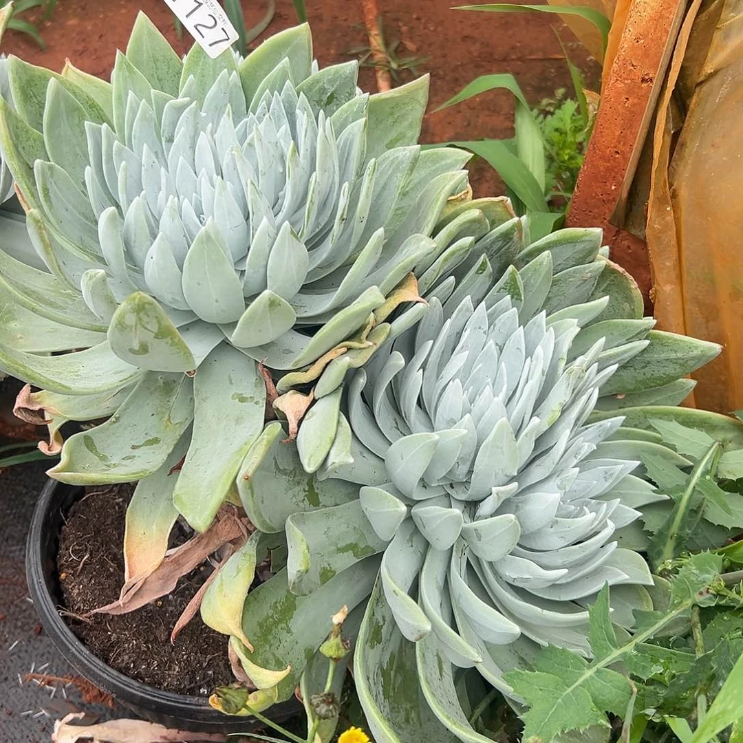 Y***静3代杂交仙女杯多肉