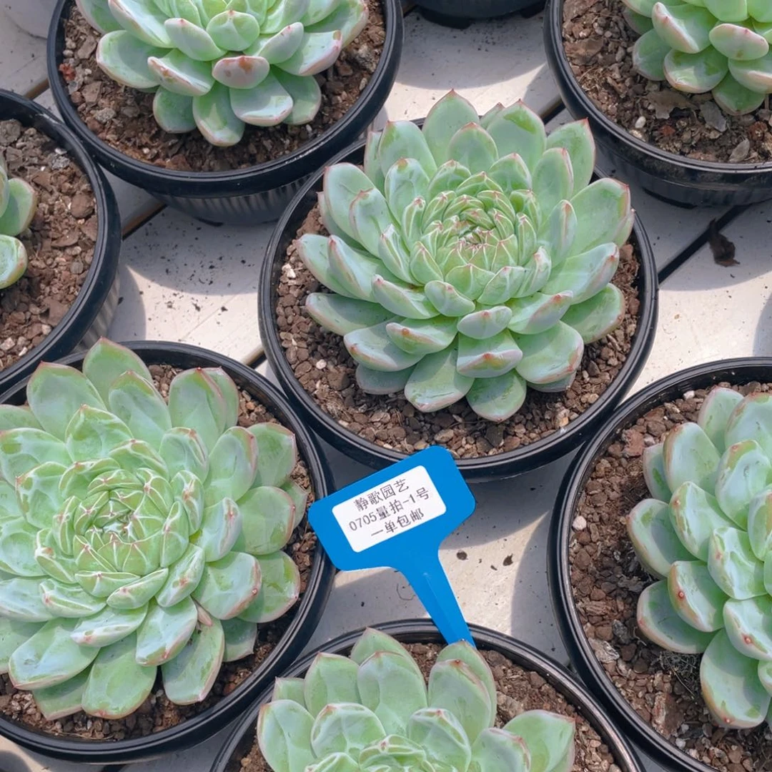 0705-1-雪花珍妮大单头母本一颗