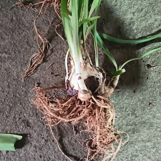 王***芝完全开放尼罗河无侧一颗