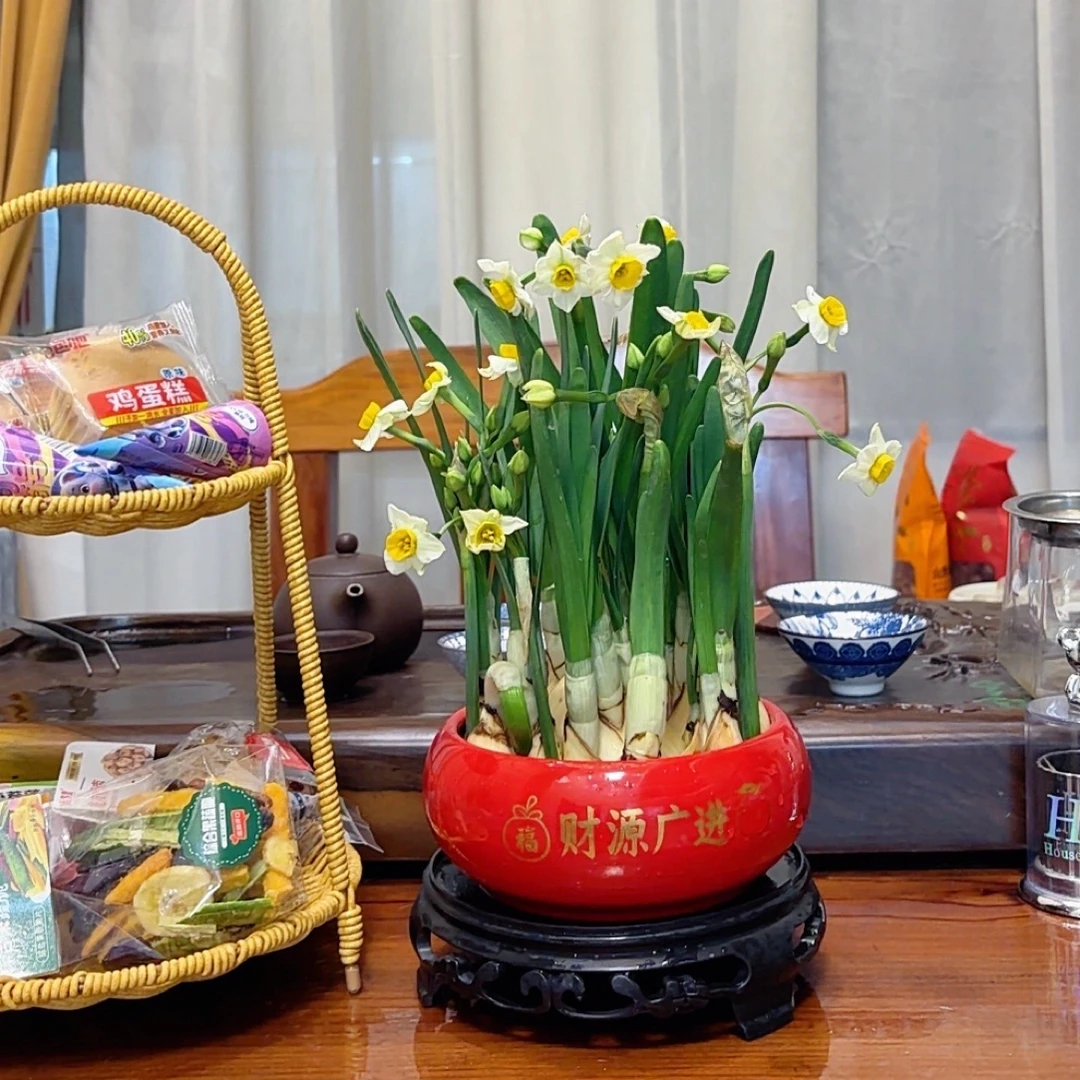 漳州正宗水仙花室内水培盆栽年宵花冬季耐寒凌波仙子财源广进红盆
