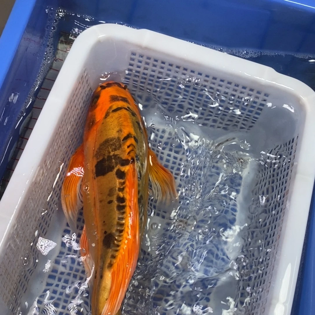 锦鲤冷水锦鲤包邮