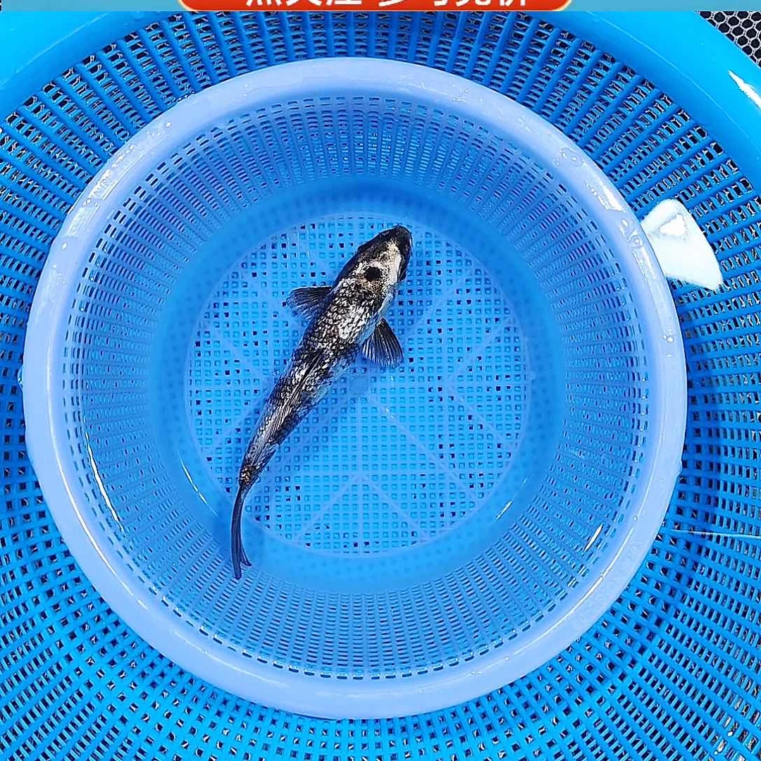 锦鲤闪鳞重墨银白写