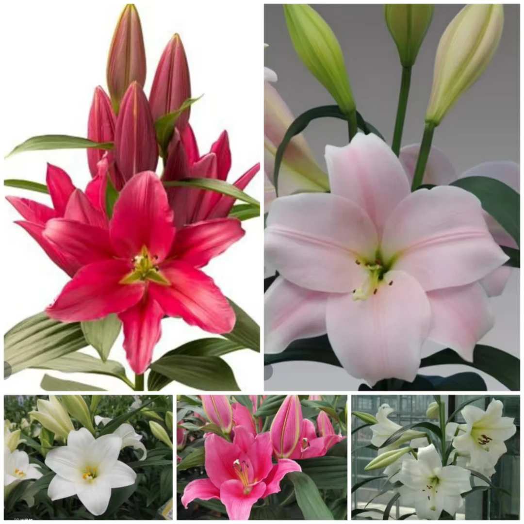 百合种球无花粉铁炮凯丽粉色花苗庭院盆栽球根花卉