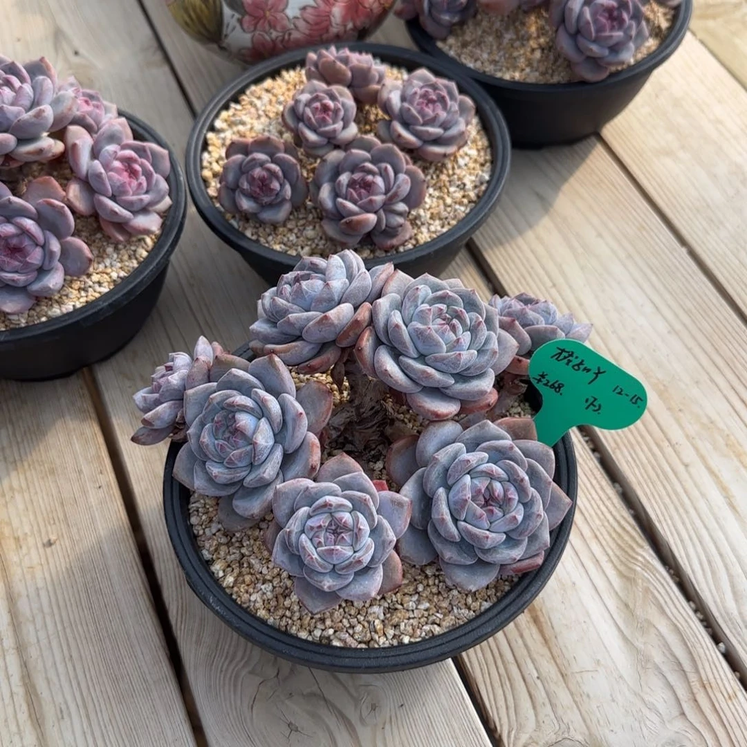 橙****橙子突尼斯发货多肉