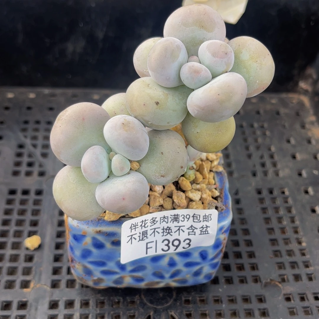 393-芭比奶多肉6cm