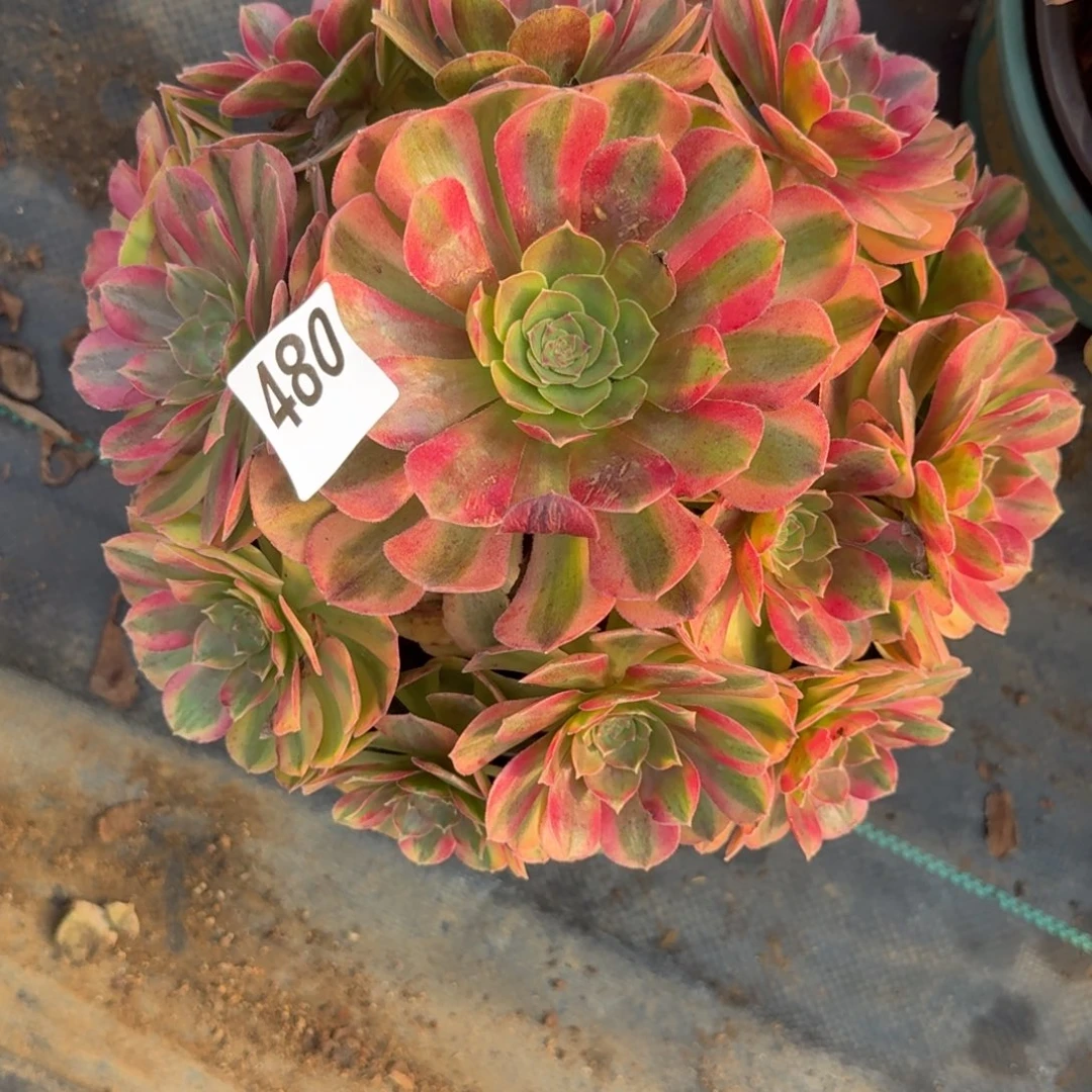 480雨河多肉植物福利