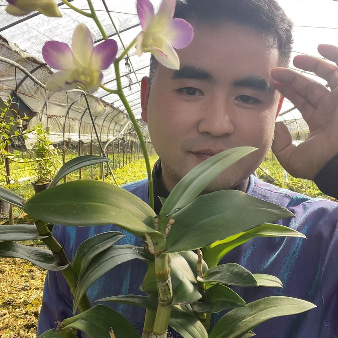 当前无花朵，栽培后可花朵1111