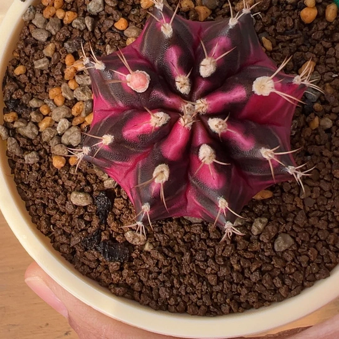 173 好看的米哈冲冲冲