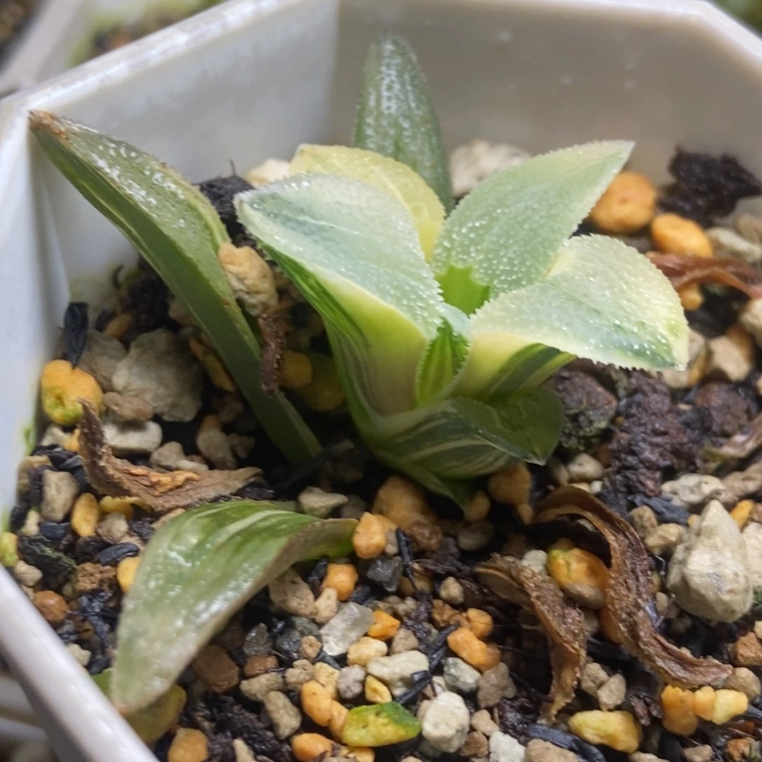 极上斑蓝光底座苗带底座