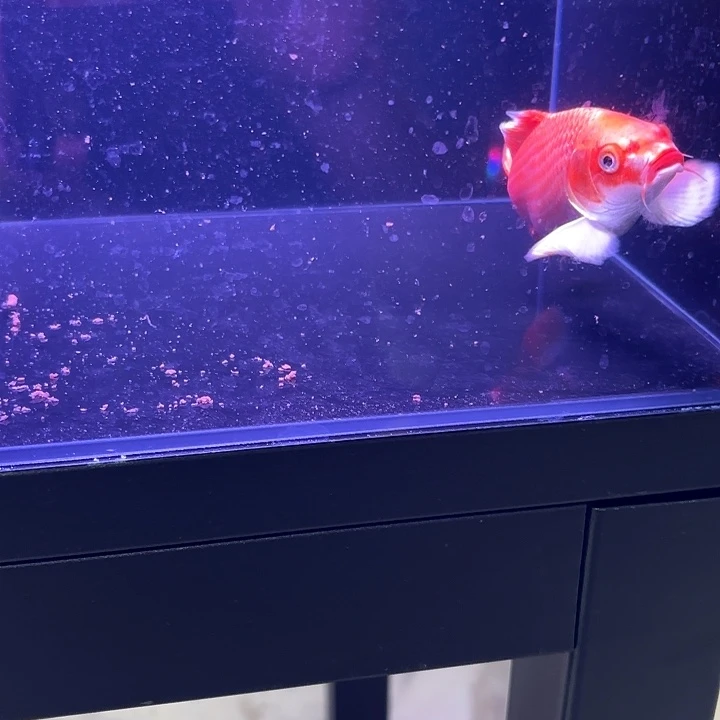 蝴蝶鲤4号蝴蝶鲤小缸