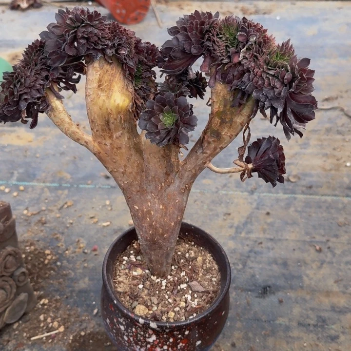 特特特特铜鼓DVD 302