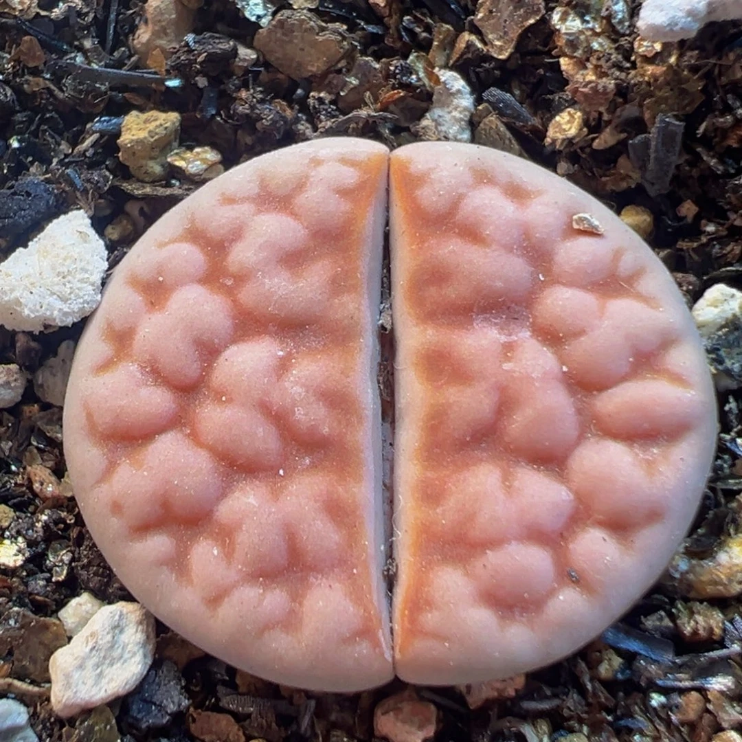 88多肉植物百科知识