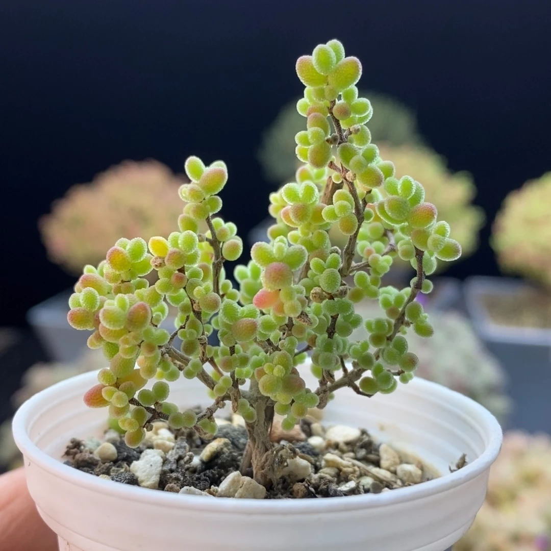 161蜜橘糖球。