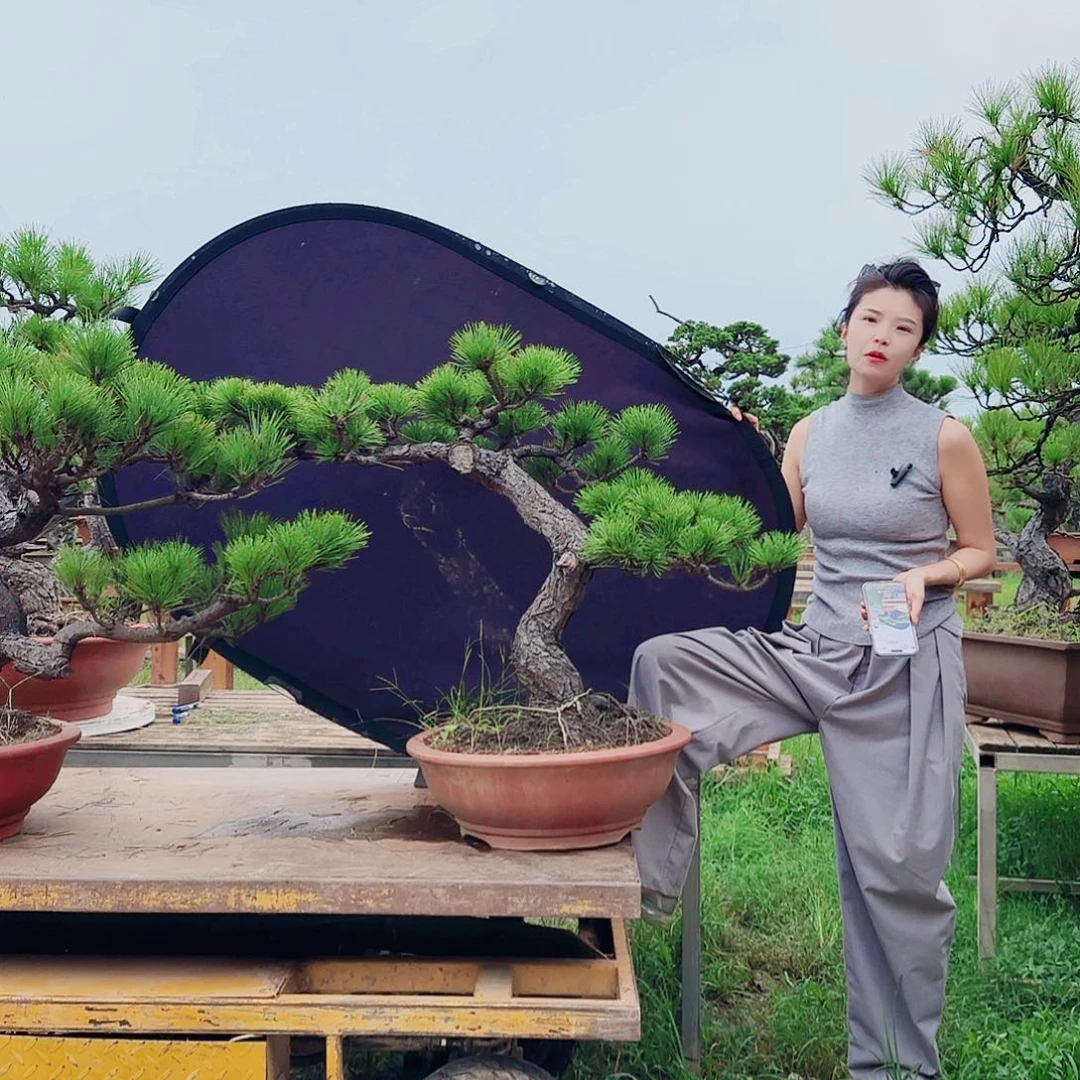 H***生无花朵黑松盆景直播间