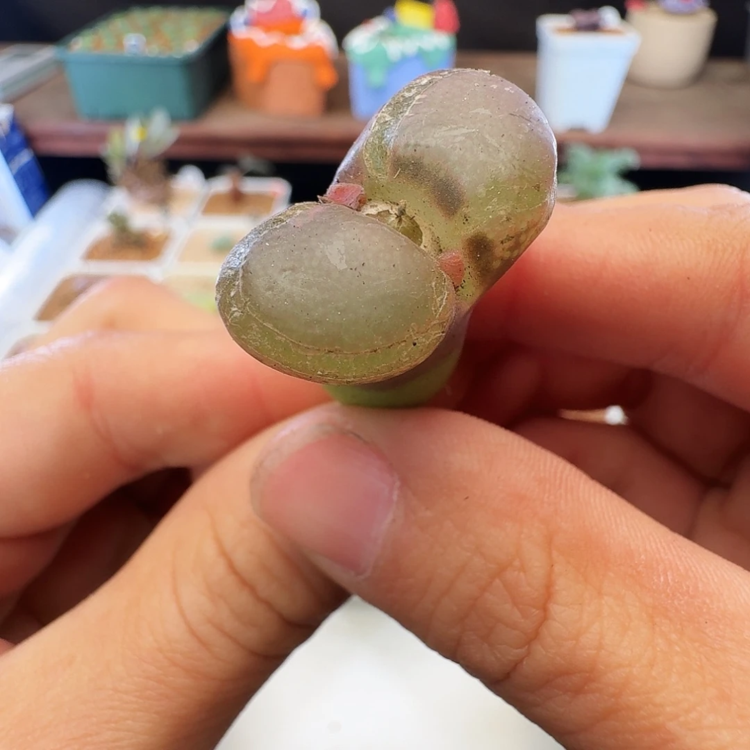 多肉植物福利风铃345