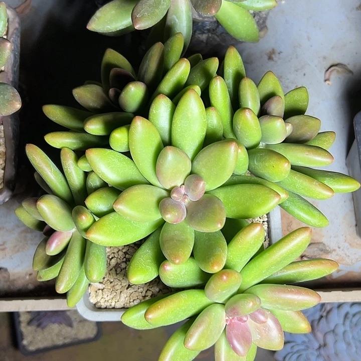 芒果奶群生多头多肉