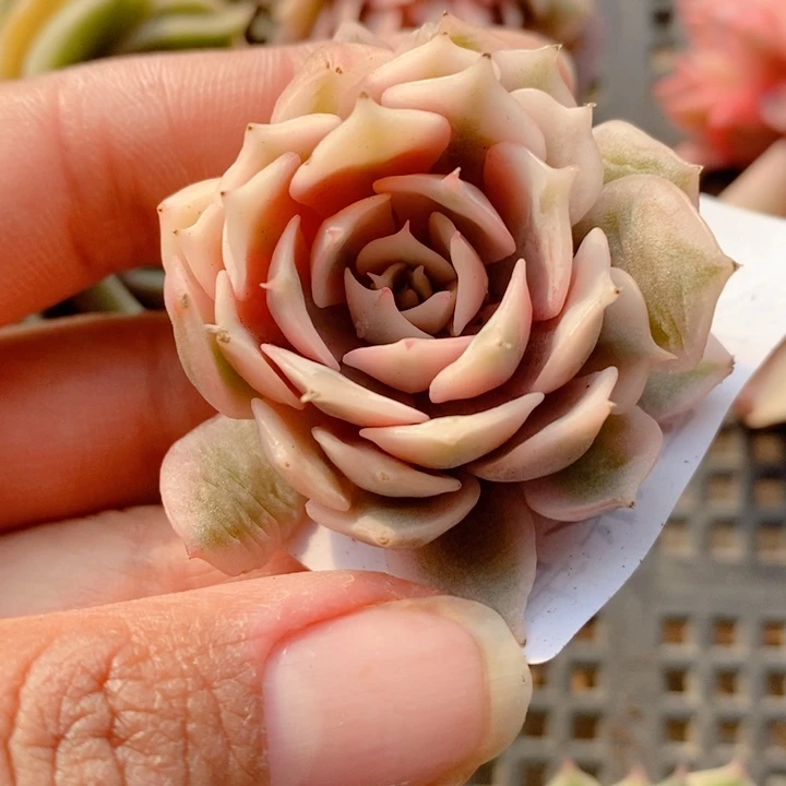 粉碟锦腹轮无根多肉植物