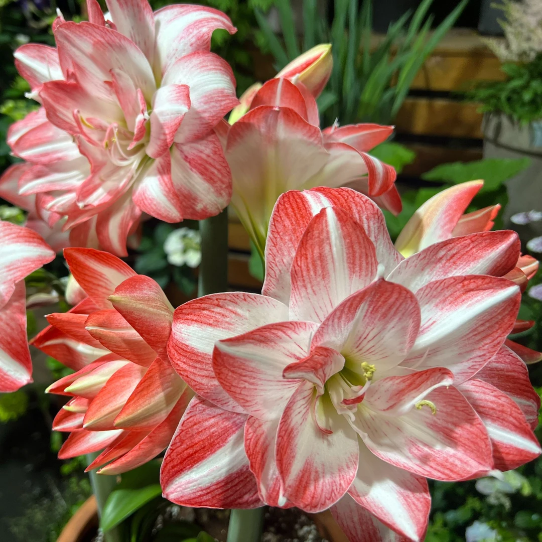 【沁心】花孔雀自然球 种球朱顶红  多年生球根花色多选好栽培