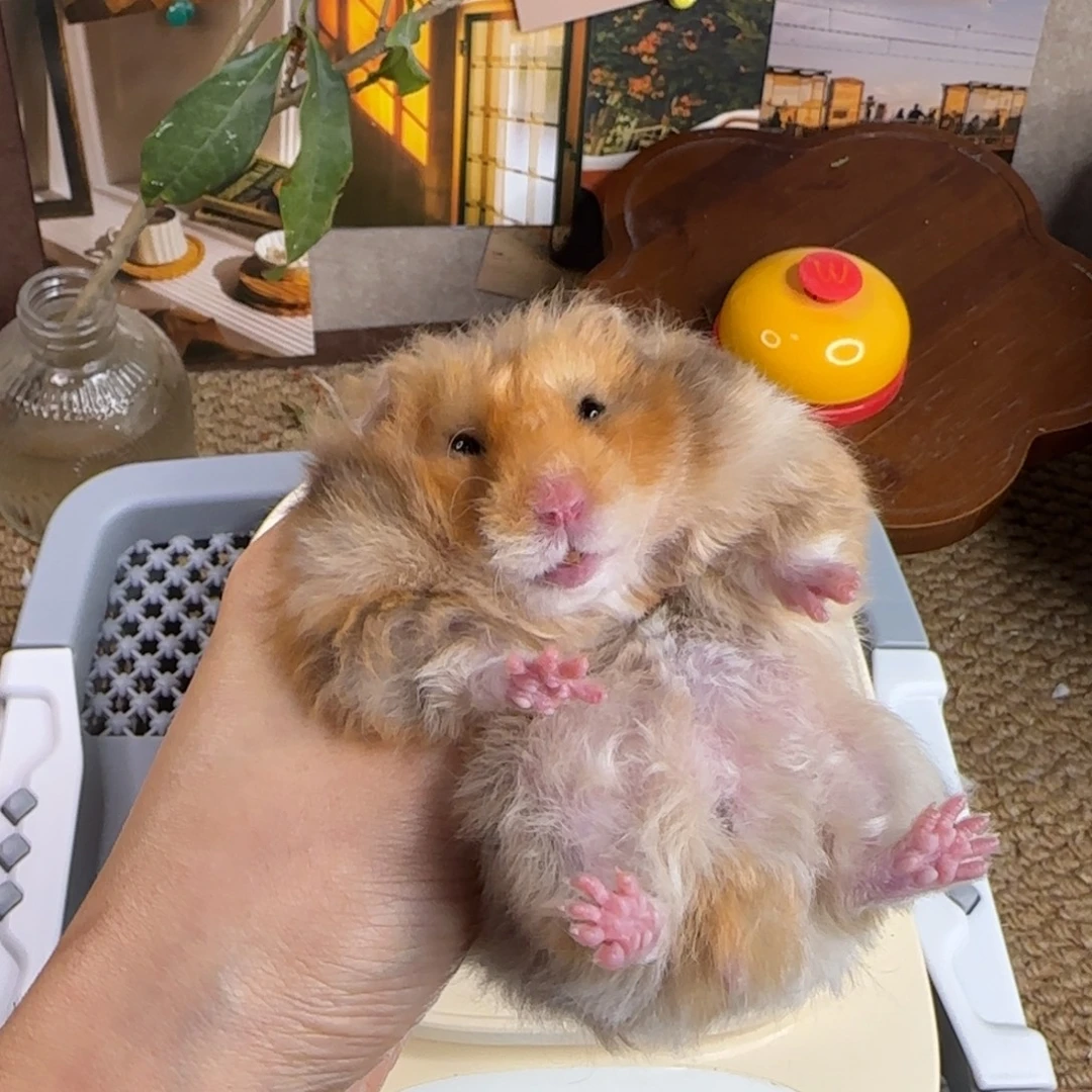 卷毛锈色妹妹9.08生日