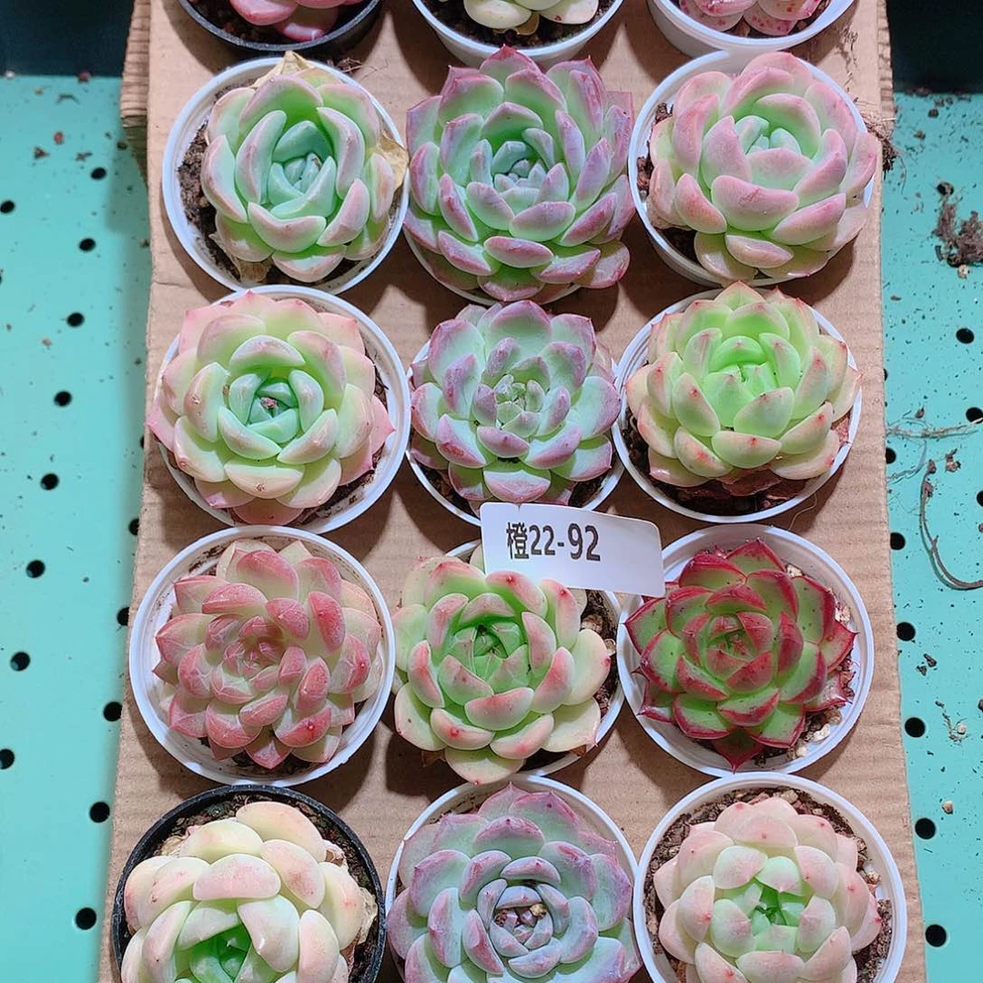 22-92一物一拍带盆18颗