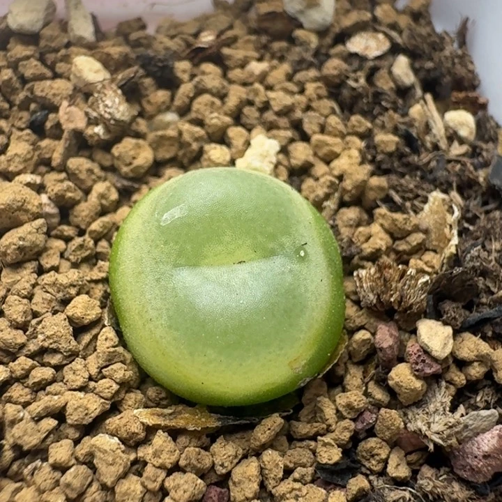 1105拉登1.3带盆土