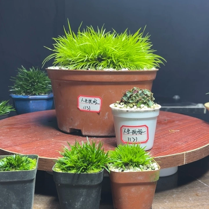 【闪购商品】红陶人**家