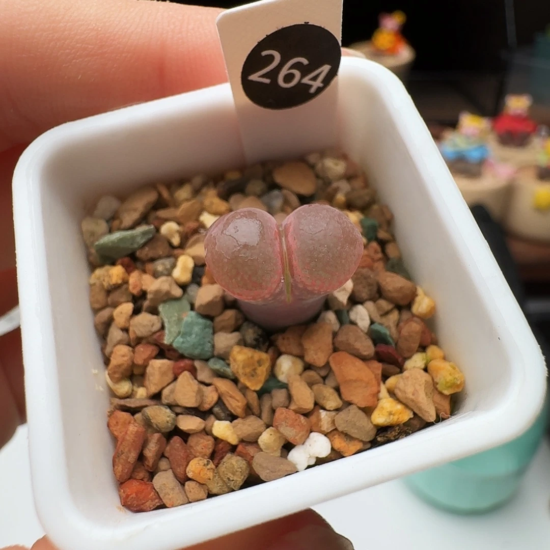 多肉植物福利风铃264