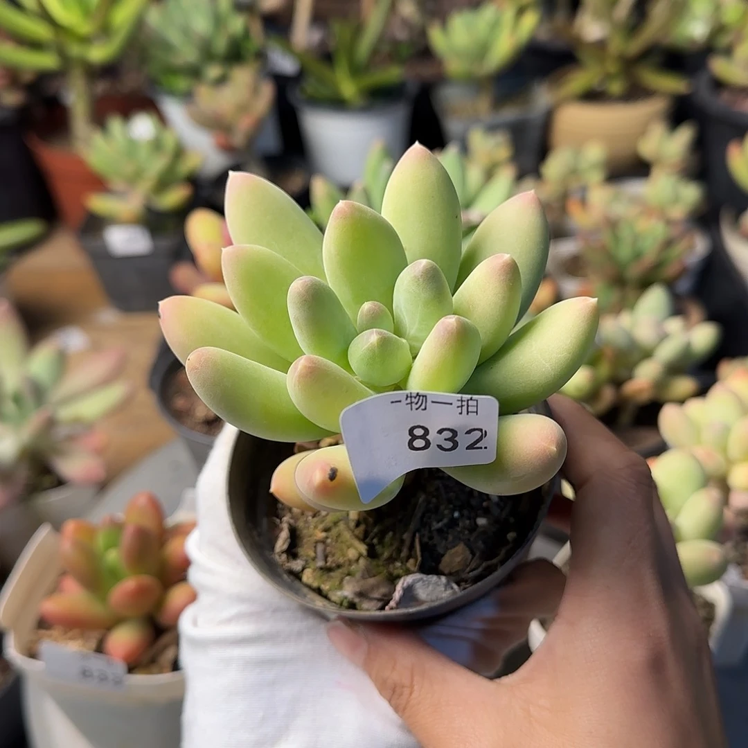 努***鹏832号 一物一拍