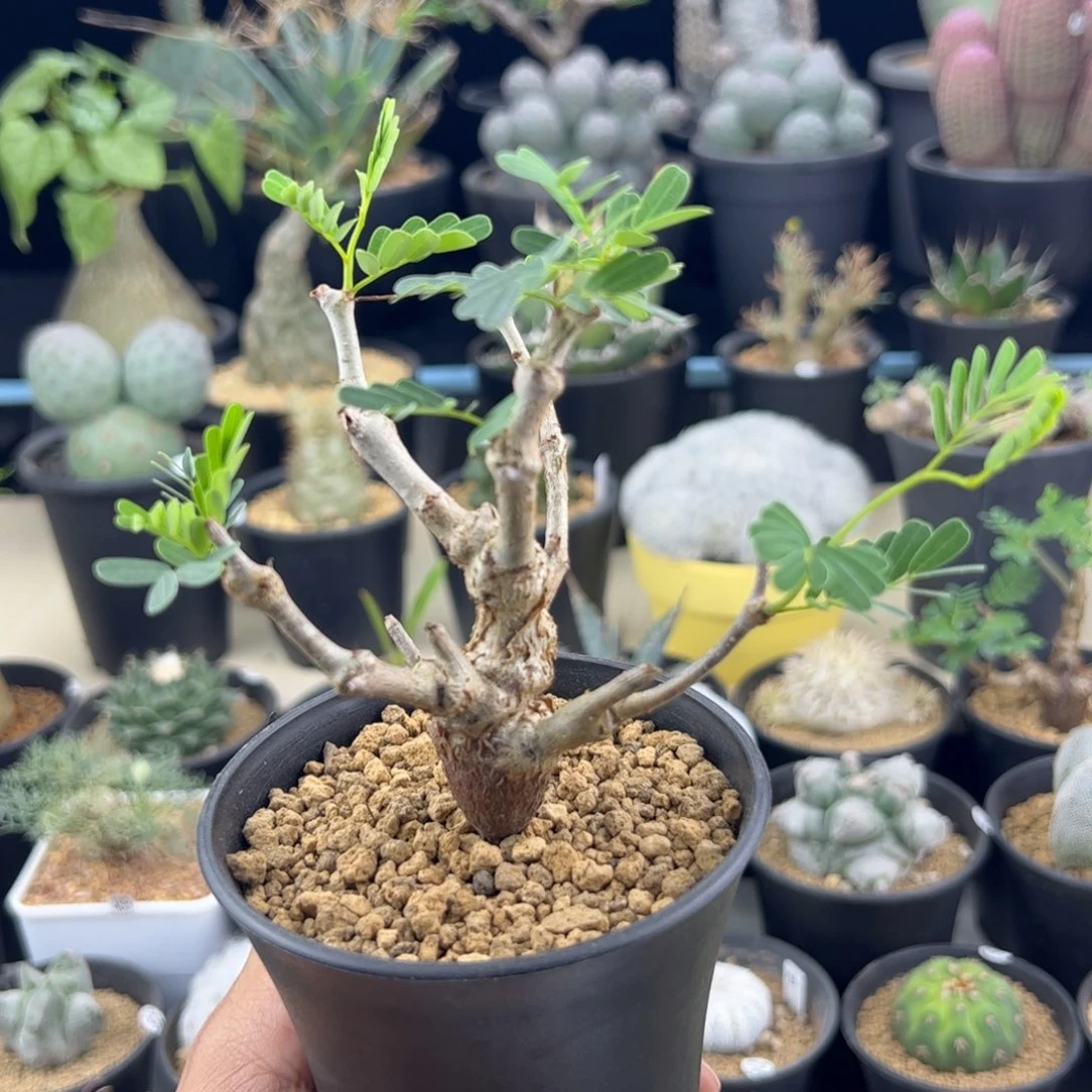 沙漠苏木实生一物一拍