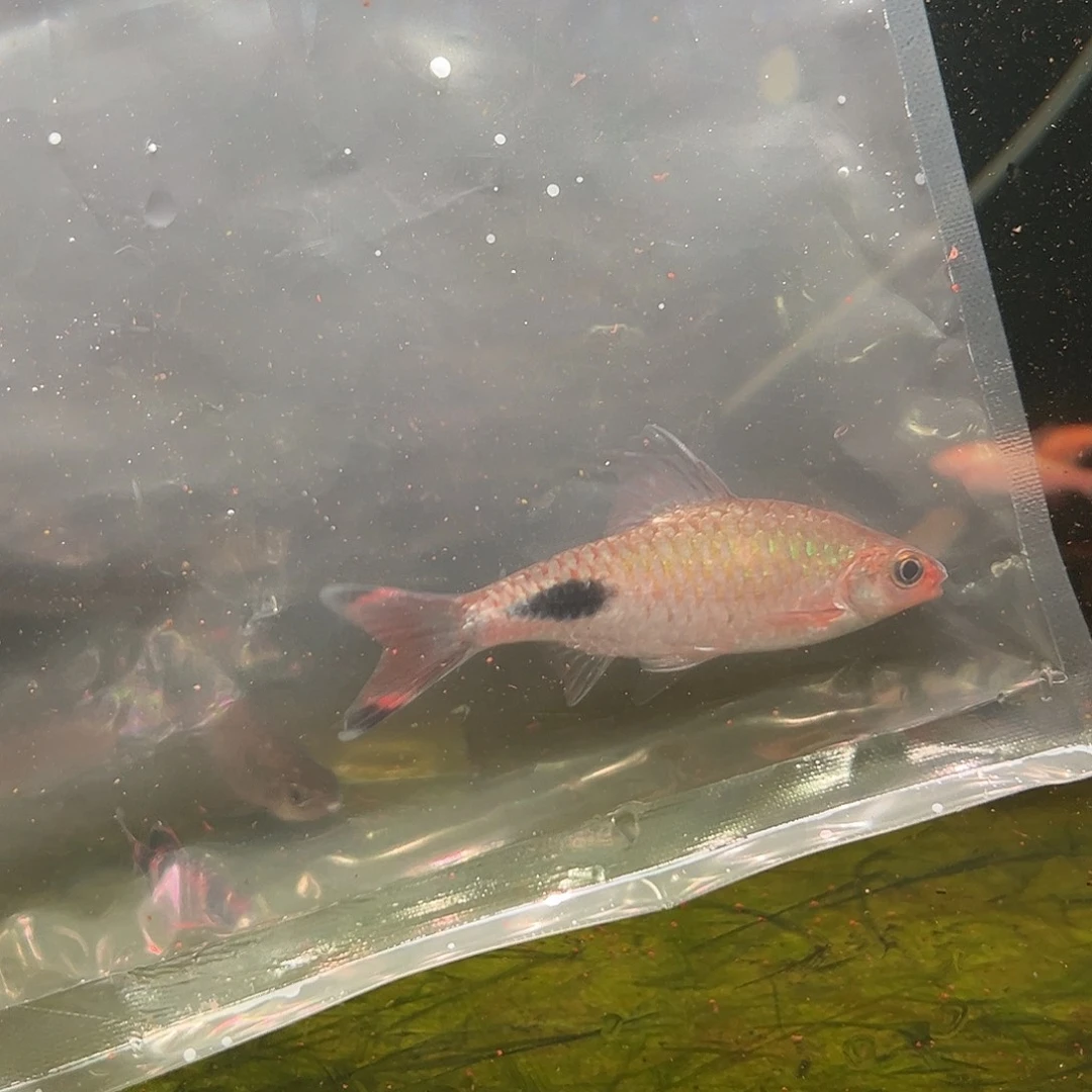 紫红两点鲫鱼8-10