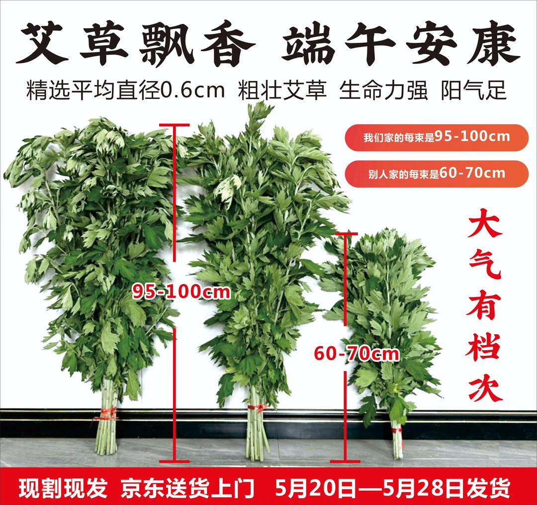 端午鲜艾每束长95~100厘米平均单颗直径0.6厘米粗壮艾草