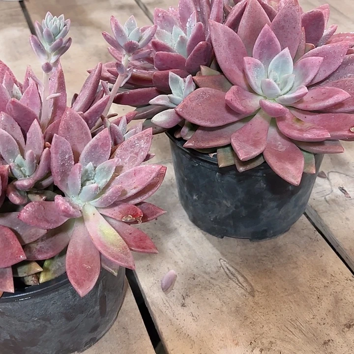 桃花源多肉大群植物