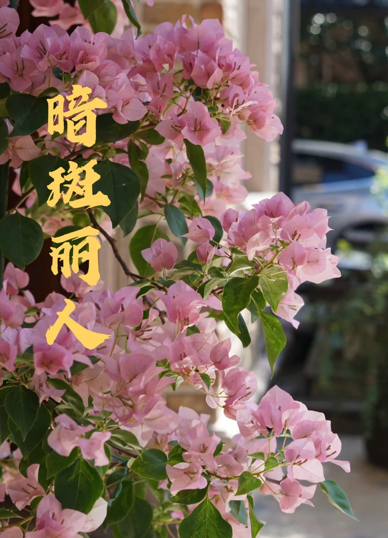 【暗斑丽人】原生品种暗斑丽人三角梅阳台庭院可飘枝可爬藤四季开花