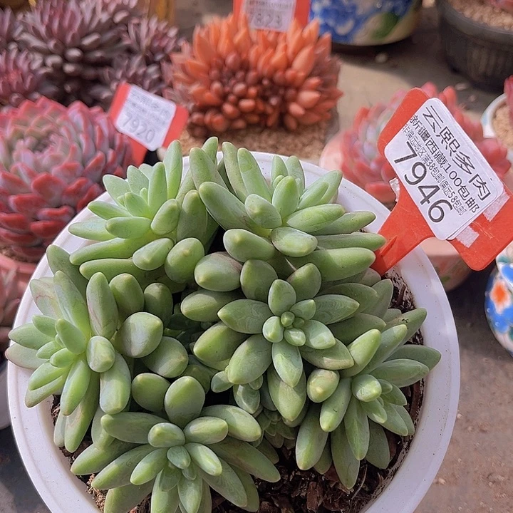 7946阿蒂斯托。