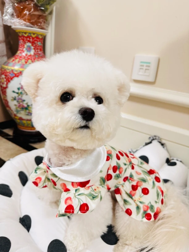 宠物樱桃碎连衣裙狗狗猫咪服装