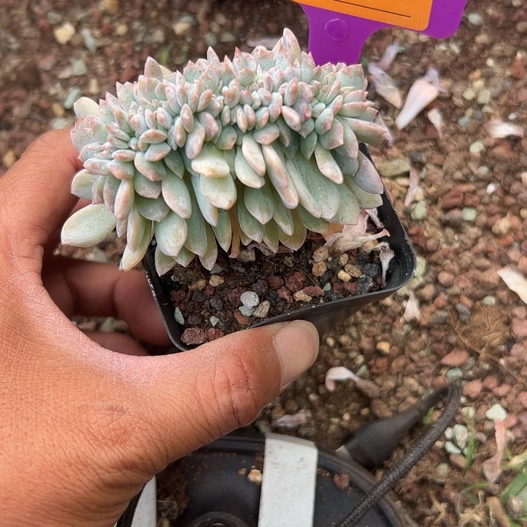 慢***去多肉植物一物一拍
