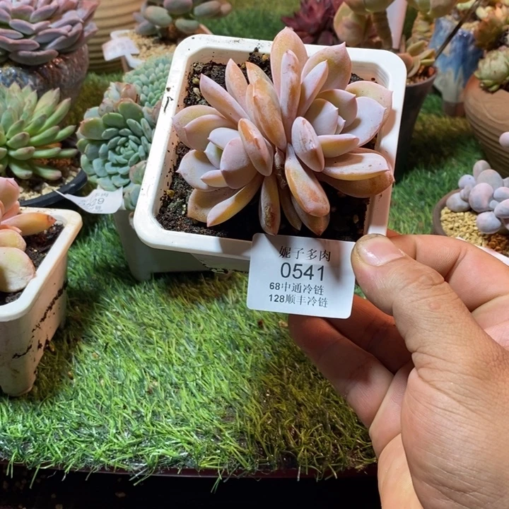 0541啊啊啊啊啊啊啊啊啊