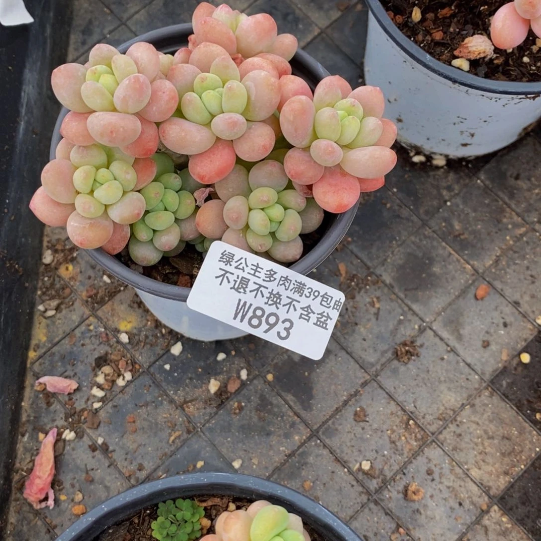 明*?鱼子酱893/8cm的肉