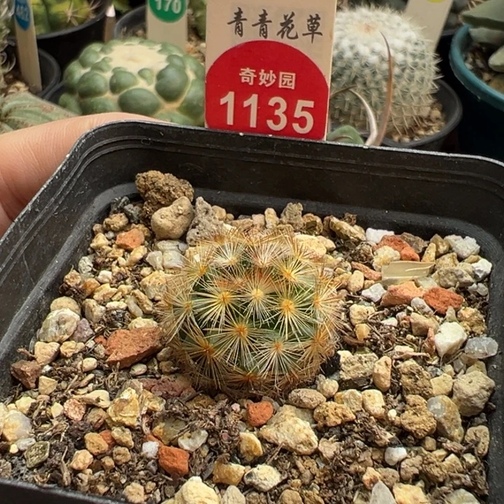 佛头甲文丸杂2.1厘米