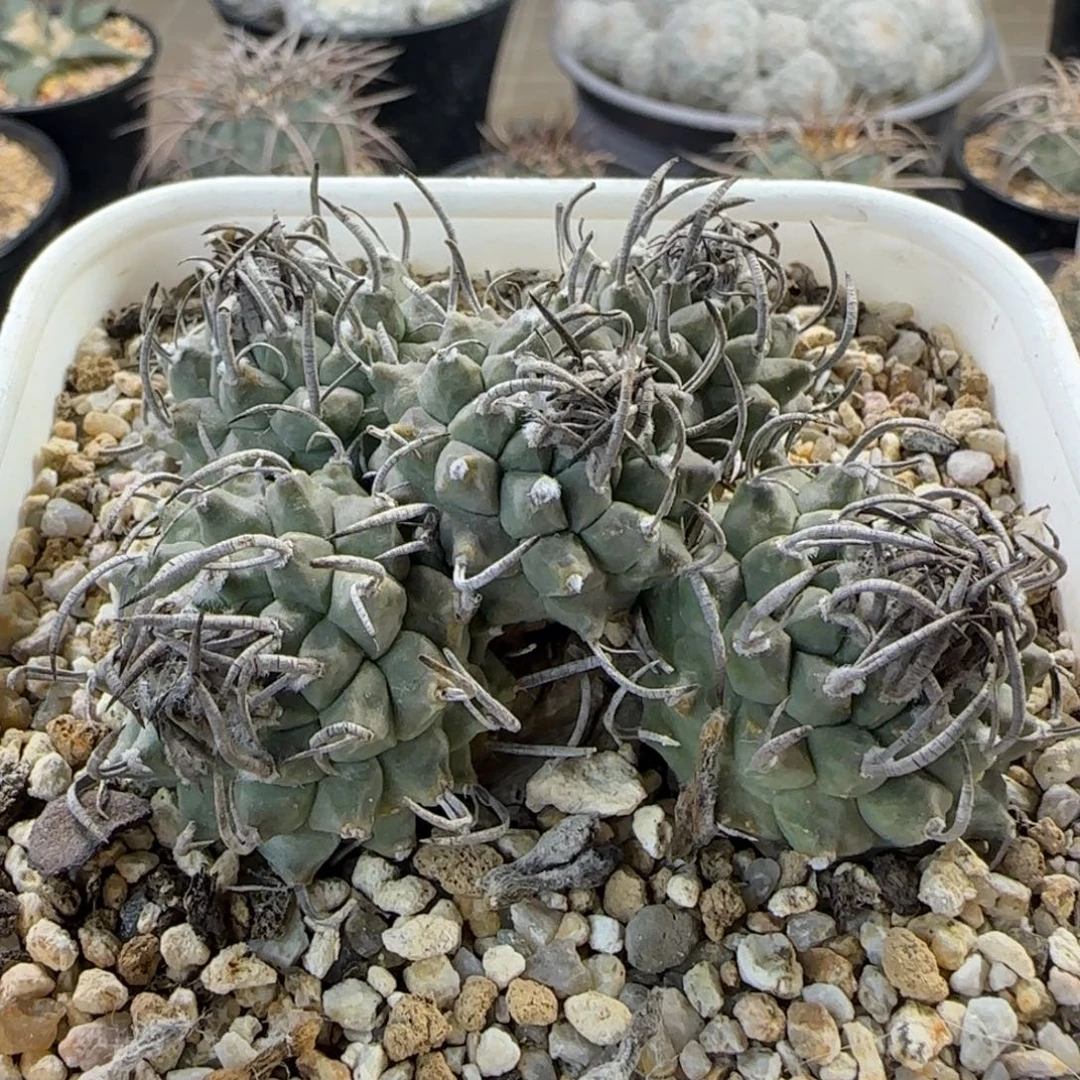 019自根碳刺升云龙多肉